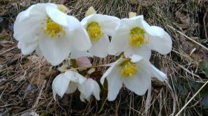 spring flowers 13Mar2015