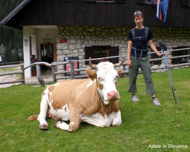 Bohinjske planine 27. Julij 2011 026