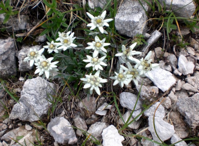 Komna 14 Julij 2012 004