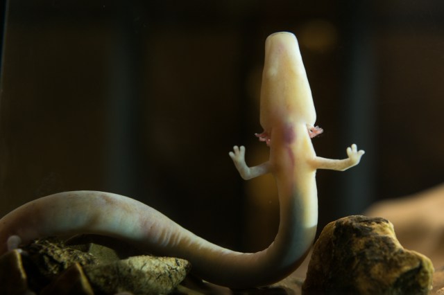 The olm in Postojna Cave_photo Iztok Medja for Postojnska jama - Kopija